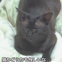 目を瞑っている猫のアップ「猫かどうかも怪しいな」