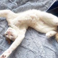 寝ている猫