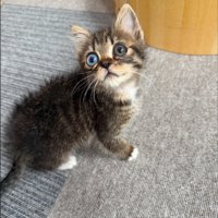 振り向く子猫