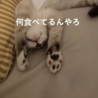 イーてするねこ