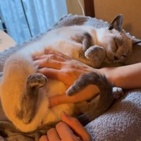 お腹をなでられる猫