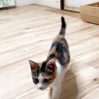 保護主さんに向かって走って来る三毛さん