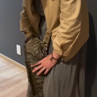 女性に甘える猫