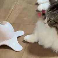 猫と電動オモチャ