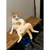 くつろぐ猫
