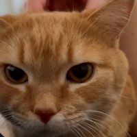 ドアップ