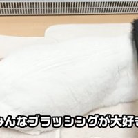 ブラッシング猫