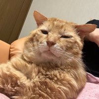室内にいる猫
