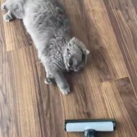 掃除機の側で前足を伸ばし横になる猫