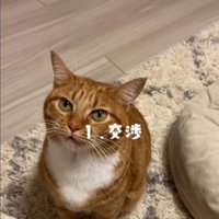 飼い主さんを見上げる猫
