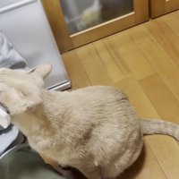 左頬のブラッシングを受ける猫
