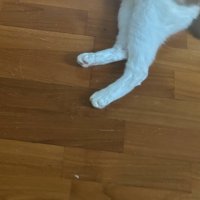 猫の足