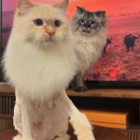 ライオンカットされた猫を背後から見つめる猫