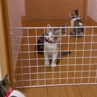 柵の向こう側で首をかしげる子猫