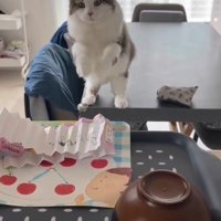 両手を空中でふる猫2