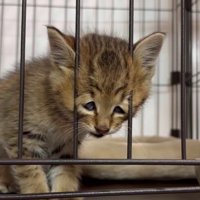 ケージの中の子猫