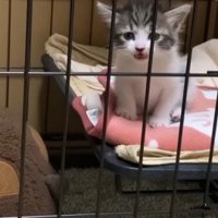 ケージ内で鳴く子猫2