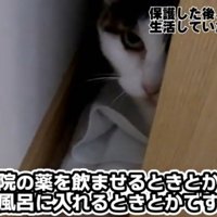 隠れるメイちゃん