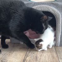 子猫を追いかける黒猫