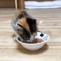 ウェットフードを食べる子猫