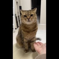 しっぽぶんぶんしている写真