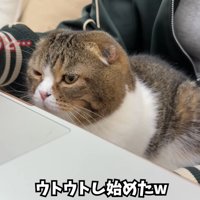 眠そうな顔の猫