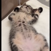 仰向けの子猫