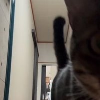 カメラに近づくキジトラ猫