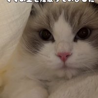 布団の中にいる猫