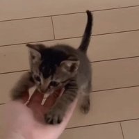 手にのぼる子猫