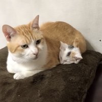 穏やかな様子の先住猫と子猫