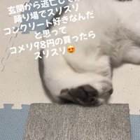 喜ぶ猫
