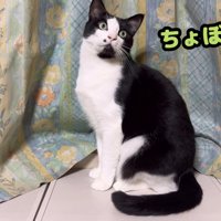 おすわりする猫