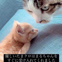 先住猫と子猫