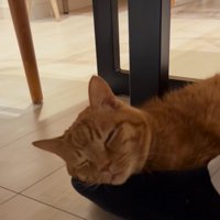 鳴き声をあげて目を細める猫