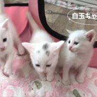 子猫たち