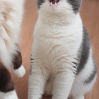座って口を大きく開くブリティッシュショートヘアー
