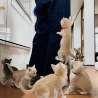 投稿主さんのごはんの準備が待ちきれず騒ぐ子猫たち