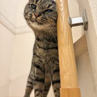 手すりにすり寄るキジトラ猫