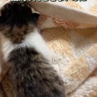 歩き回る赤ちゃん猫