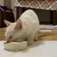 ご飯を食べている子猫