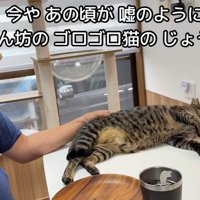 くつろいでいる猫