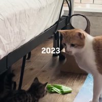 見つめ合う子猫と茶白猫