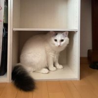 室内にいる猫