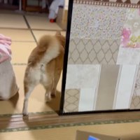 ももちゃんの後ろ姿