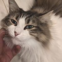 あごをなでられているノルウェージャンフォレストキャット