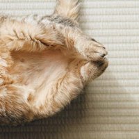 へそ天で眠る猫（足元アップ）