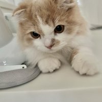 腹ばいで涼をとっている猫