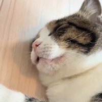 口を少し開けた寝顔