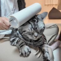 コロコロされている猫
